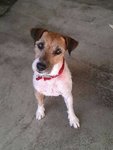 {[(Jack Russell Terrier(Urgent!)]} - Jack Russell Terrier (Parson Russell Terrier) Dog