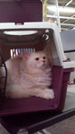 Orange - Persian Cat