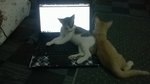 Oyen And Anje - Domestic Short Hair + Domestic Medium Hair Cat