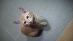 Oyen And Anje - Domestic Short Hair + Domestic Medium Hair Cat