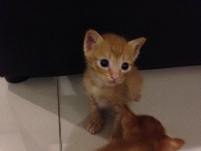 Cutie - Domestic Medium Hair Cat