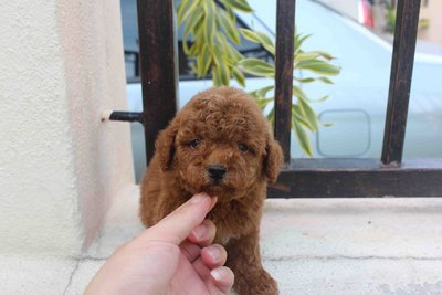 Tiny Poodle Puppies!!! - Poodle Dog