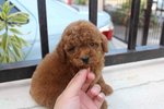 Tiny Poodle Puppies!!! - Poodle Dog