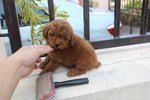 Tiny Poodle Puppies!!! - Poodle Dog