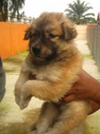 Fluffy - Mixed Breed Dog