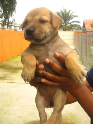 Sweety - Mixed Breed Dog