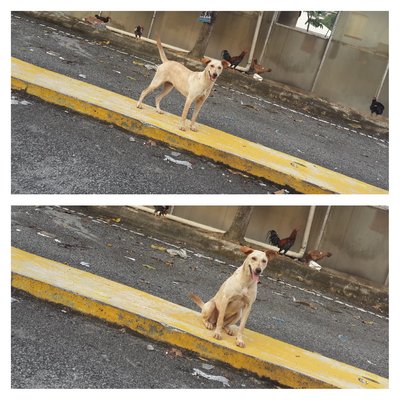 Stray-sri Petaling - Mixed Breed Dog