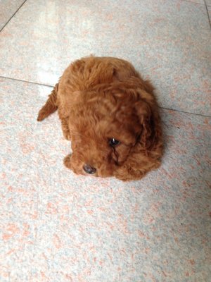 Red Toy Poodle - Poodle Dog