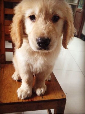 Golden Retriever - Golden Retriever Dog