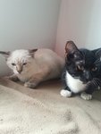 Viony And Satamony - Siamese + Domestic Long Hair Cat