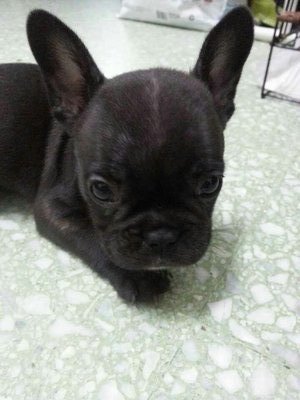 French Bull Dog - French Bulldog Dog