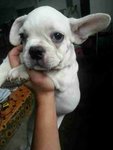 French Bull Dog - French Bulldog Dog