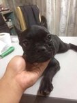 French Bull Dog - French Bulldog Dog