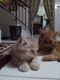 Shiro And Shira - Persian Cat