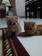 Shiro And Shira - Persian Cat