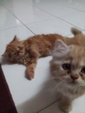 Shiro And Shira - Persian Cat