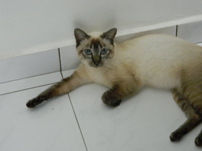 Ayumi - Siamese + Domestic Medium Hair Cat