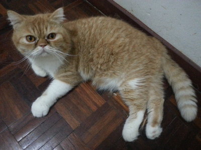 PF57274 - Exotic Shorthair Cat