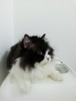 PF57276 - Domestic Long Hair Cat