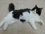 PF57276 - Domestic Long Hair Cat