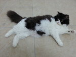 PF57276 - Domestic Long Hair Cat