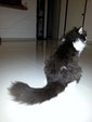 PF57276 - Domestic Long Hair Cat