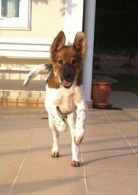 Snowy - Mixed Breed Dog