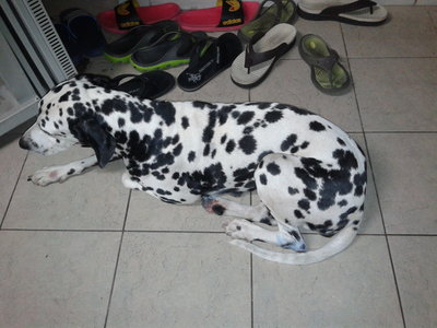 PF57282 - Dalmatian Dog