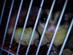 Boboi Jr - Sugar Glider Small & Furry