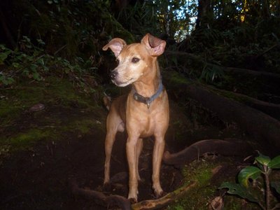 Audi - Jack Russell Terrier + Miniature Pinscher Dog