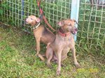 Buddy - Jack Russell Terrier + Miniature Pinscher Dog