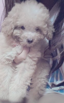 Miniature Teddy Toy Poodle - Poodle Dog