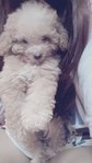 Miniature Teddy Toy Poodle - Poodle Dog