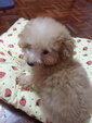 Miniature Teddy Toy Poodle - Poodle Dog