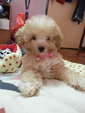 Miniature Teddy Toy Poodle - Poodle Dog