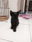 Mib ( Miss In Black ) - Domestic Short Hair Cat