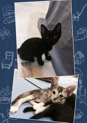 Mib ( Miss In Black ) - Domestic Short Hair Cat