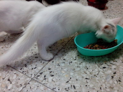 No Name Price Down - Domestic Long Hair + Persian Cat