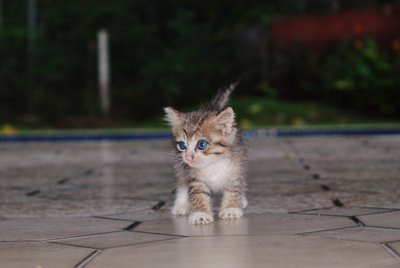 Rambo - Domestic Short Hair Cat