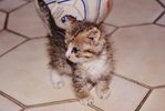 Rambo next to a football - so tiny!