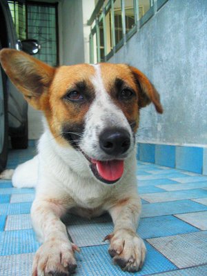 Lucky - Mixed Breed Dog