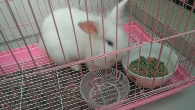 Jade - Lionhead + Angora Rabbit Rabbit