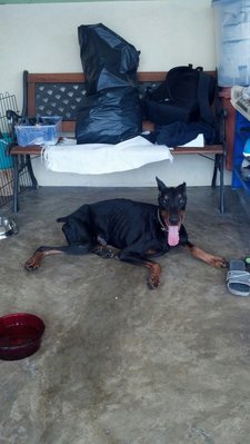 Smokie (Temporary Name) - Doberman Pinscher Dog