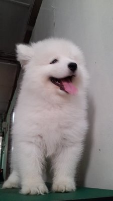 Samoyed - Samoyed Dog