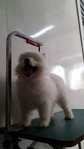 Samoyed - Samoyed Dog