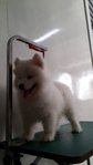 Samoyed - Samoyed Dog