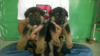 German Shepherd Puppy  - German Shepherd Dog Dog