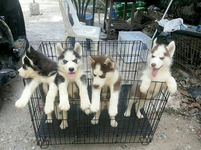 Show Quality Husky - Husky + Siberian Husky Dog