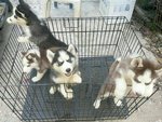 Show Quality Husky - Husky + Siberian Husky Dog