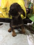 Baby - Mixed Breed Dog